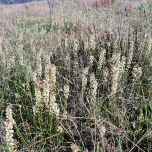 Stackhousia monogyna at Tuggeranong DC, ACT - 7 Oct 2021