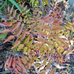 Pistacia chinensis (Chinese Pistachio) at Wanniassa Hill - 7 Oct 2021 by Mike