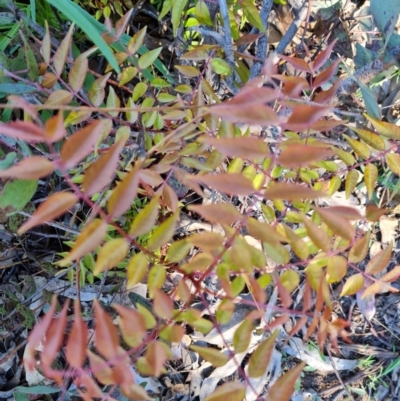 Pistacia chinensis (Chinese Pistachio) at Jerrabomberra, ACT - 7 Oct 2021 by Mike