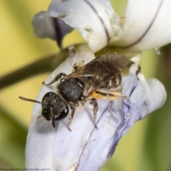 Lasioglossum (Chilalictus) sp. (genus & subgenus) (Halictid bee) at Macgregor, ACT - 7 Oct 2021 by Roger