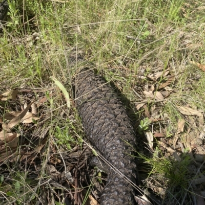 Tiliqua rugosa (Shingleback Lizard) at Mount Majura - 7 Oct 2021 by rosiecooney