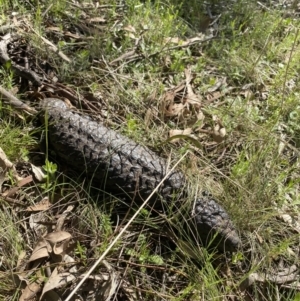 Tiliqua rugosa at Watson, ACT - 7 Oct 2021