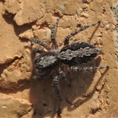 Clynotis severus (Stern Jumping Spider) at Wanniassa, ACT - 7 Oct 2021 by JohnBundock