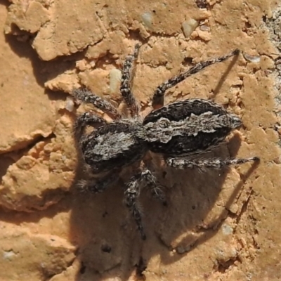 Clynotis severus (Stern Jumping Spider) at Wanniassa, ACT - 7 Oct 2021 by JohnBundock