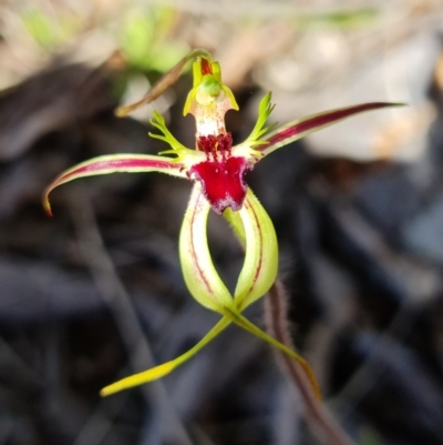 Caladenia parva (Brown-clubbed Spider Orchid) at Block 402 - 6 Oct 2021 by RobG1