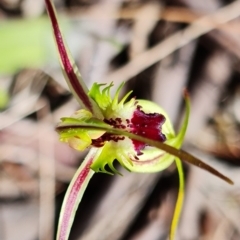 Caladenia parva at Stromlo, ACT - suppressed