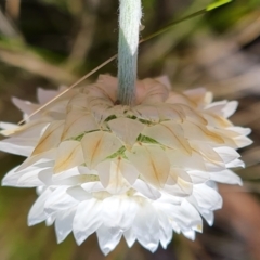 Leucochrysum albicans subsp. tricolor (Hoary Sunray) at Tuggeranong DC, ACT - 7 Oct 2021 by Mike