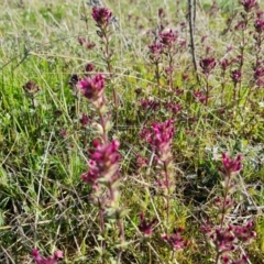 Parentucellia latifolia (Red Bartsia) at Wanniassa Hill - 7 Oct 2021 by Mike