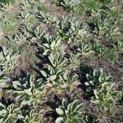 Verbascum thapsus subsp. thapsus (Great Mullein, Aaron's Rod) at Jerrabomberra, ACT - 7 Oct 2021 by Mike