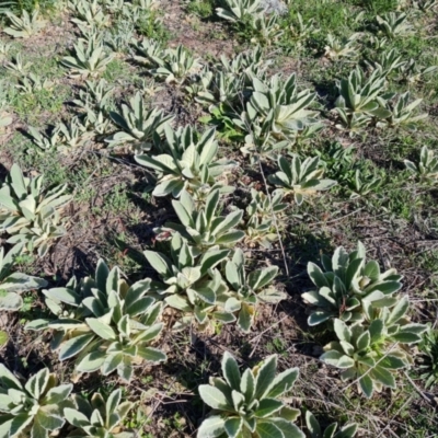 Verbascum thapsus subsp. thapsus (Great Mullein, Aaron's Rod) at Wanniassa Hill - 7 Oct 2021 by Mike