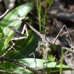 Archimantis latistyla (Stick Mantis, Large Brown Mantis) at Cotter Reserve - 7 Oct 2021 by RobG1