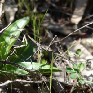 Archimantis latistyla at Coree, ACT - 7 Oct 2021