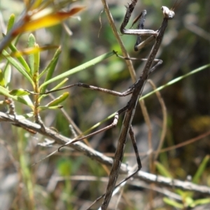 Archimantis latistyla at Coree, ACT - 7 Oct 2021