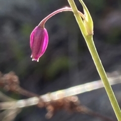 Arthropodium minus (Small Vanilla Lily) at Stromlo, ACT - 6 Oct 2021 by AJB