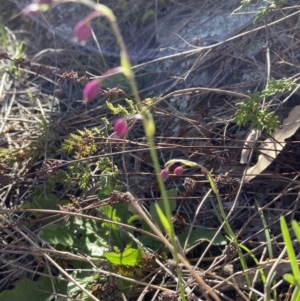 Arthropodium minus at Stromlo, ACT - 7 Oct 2021