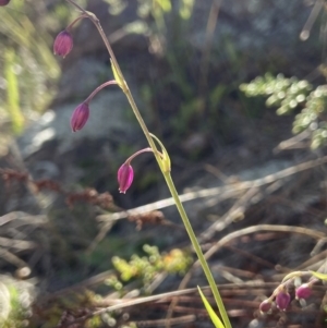 Arthropodium minus at Stromlo, ACT - 7 Oct 2021 09:01 AM