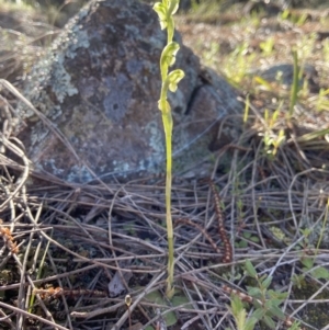 Hymenochilus cycnocephalus at Stromlo, ACT - 7 Oct 2021