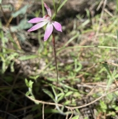 Caladenia fuscata (Dusky Fingers) at Stromlo, ACT - 7 Oct 2021 by AJB