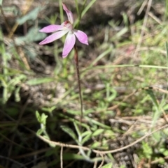 Caladenia fuscata (Dusky Fingers) at Stromlo, ACT - 6 Oct 2021 by AJB