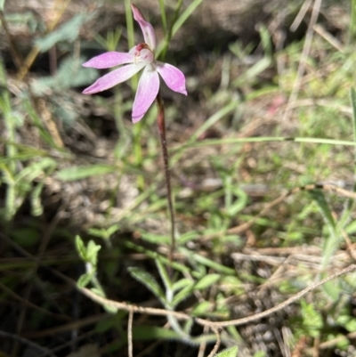 Caladenia fuscata (Dusky Fingers) at Stromlo, ACT - 7 Oct 2021 by AJB
