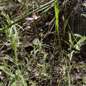 Caladenia fuscata at Stromlo, ACT - suppressed