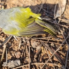 Zosterops lateralis (Silvereye) at Watson, ACT - 6 Oct 2021 by sbittinger