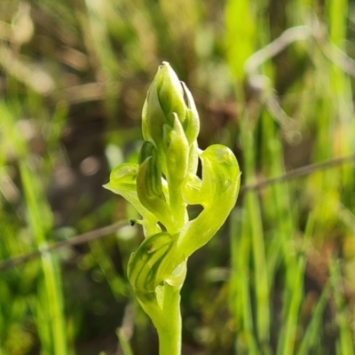 Hymenochilus cycnocephalus (Swan greenhood) at Jerrabomberra, ACT - 7 Oct 2021 by Mike