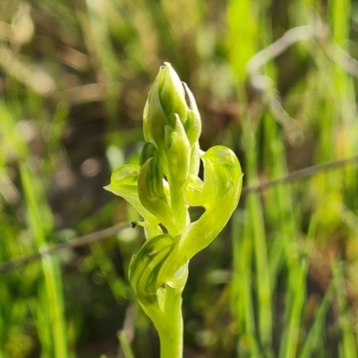 Hymenochilus cycnocephalus (Swan greenhood) at Isaacs Ridge and Nearby - 7 Oct 2021 by Mike