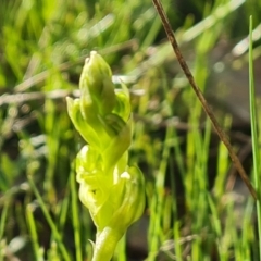 Hymenochilus cycnocephalus at Jerrabomberra, ACT - 7 Oct 2021