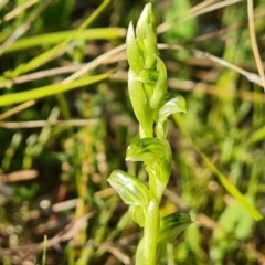 Hymenochilus cycnocephalus at Jerrabomberra, ACT - 7 Oct 2021