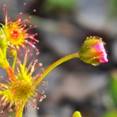 Drosera gunniana (Pale Sundew) at Jerrabomberra, ACT - 7 Oct 2021 by Mike