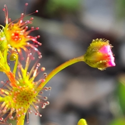 Drosera gunniana (Pale Sundew) at Jerrabomberra, ACT - 7 Oct 2021 by Mike