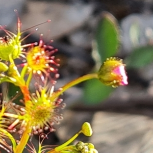 Drosera gunniana at Jerrabomberra, ACT - 7 Oct 2021 05:12 PM