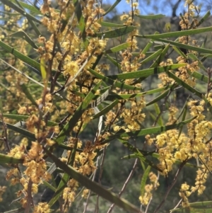 Acacia dawsonii at Majura, ACT - 6 Oct 2021