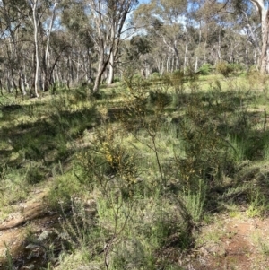 Acacia dawsonii at Majura, ACT - 6 Oct 2021