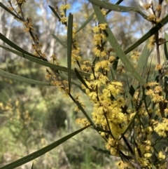 Acacia dawsonii at Majura, ACT - 6 Oct 2021