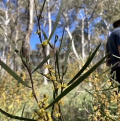 Acacia dawsonii at Majura, ACT - 6 Oct 2021