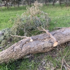 Acacia dealbata subsp. dealbata (Silver Wattle) at Hackett, ACT - 27 Sep 2021 by waltraud