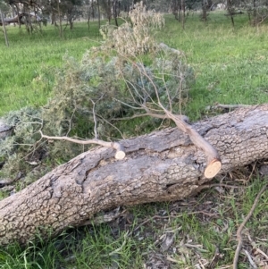 Acacia dealbata subsp. dealbata at Hackett, ACT - 27 Sep 2021