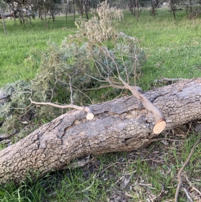 Acacia dealbata subsp. dealbata (Silver Wattle) at Mount Majura - 27 Sep 2021 by waltraud