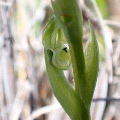 Hymenochilus cycnocephalus (Swan greenhood) at Tuggeranong DC, ACT - 7 Oct 2021 by AnneG1