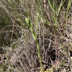 Hymenochilus cycnocephalus at Tuggeranong DC, ACT - 7 Oct 2021