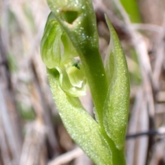 Hymenochilus cycnocephalus at Tuggeranong DC, ACT - 7 Oct 2021