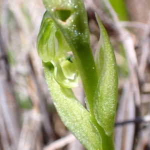 Hymenochilus cycnocephalus at Tuggeranong DC, ACT - 7 Oct 2021