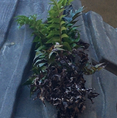 Cyrtomium falcatum (Holly Fern) at Bruce, ACT - 7 Oct 2021 by NedJohnston