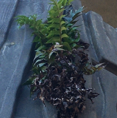 Cyrtomium falcatum (Holly Fern) at Bruce, ACT - 7 Oct 2021 by Ned_Johnston