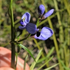 Comesperma volubile (Love Creeper) at Tidbinbilla Nature Reserve - 4 Oct 2021 by JohnBundock