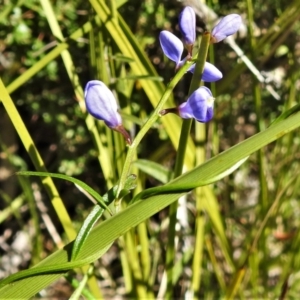 Comesperma volubile at Paddys River, ACT - 4 Oct 2021 02:19 PM