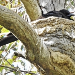 Corcorax melanorhamphos (White-winged Chough) at Strathnairn, ACT - 5 Oct 2021 by JohnBundock