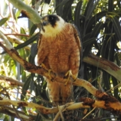 Falco longipennis (Australian Hobby) at Lions Youth Haven - Westwood Farm A.C.T. - 7 Oct 2021 by HelenCross
